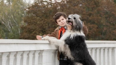 Каждый мечтает о собаке