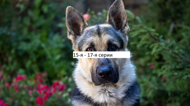 Мухтар Он вернулся 15, 16, 17 серия 10 01 2026 смотреть онлайн бесплатно онлайн