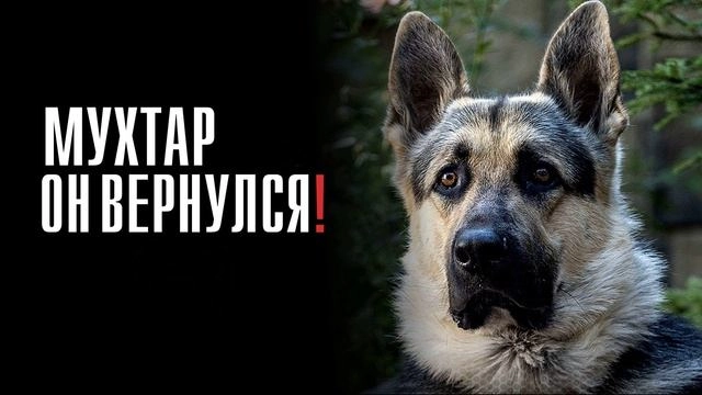 Мухтар. Он вернулся онлайн