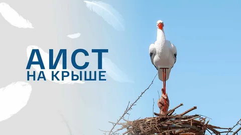 Аист на крыше онлайн